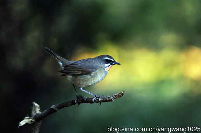 红喉歌鸲（15）