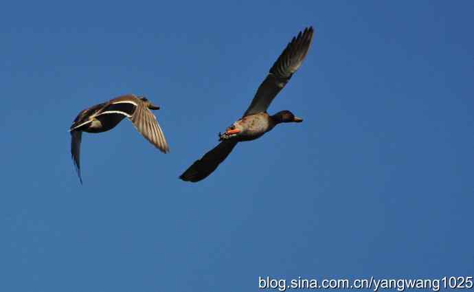 飞 wbr（雁） wbr1