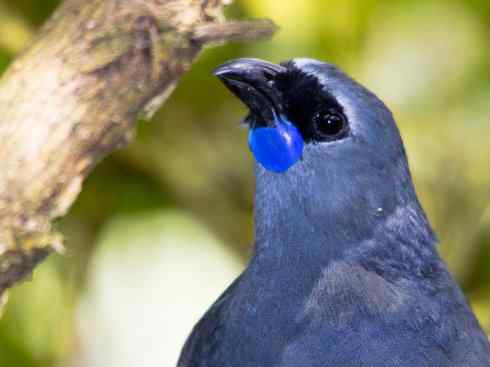 盘点十二大著名食蚁动物：短吻针鼹