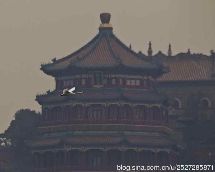 疣鼻天鹅飞临皇家园林