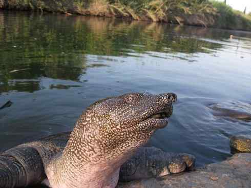 玄武：传说的兽原型探秘（鳖）