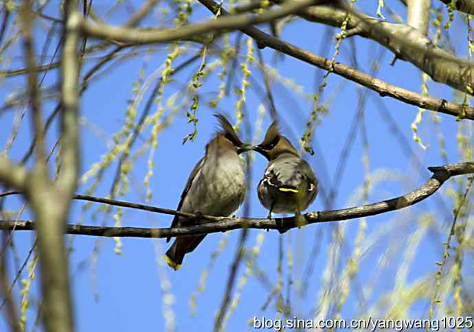北京日坛公园的鸟类——成双成对太平鸟