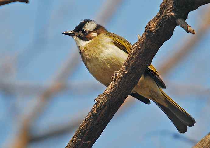 北京植物园赏鸟（六），白头鹎（组图）