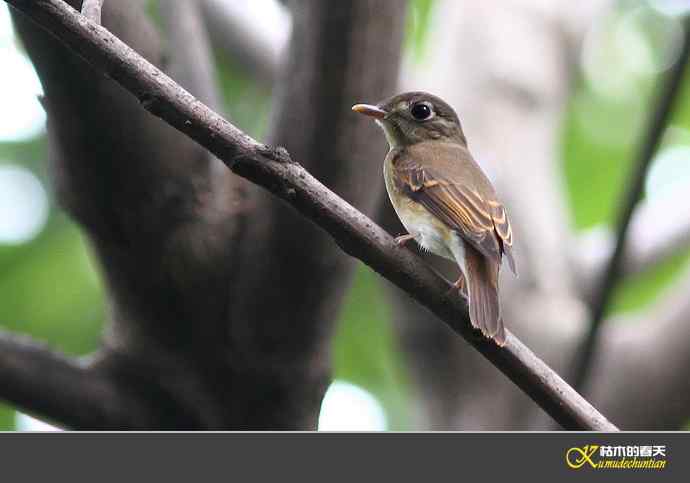 近期记录的杂鸟几片【实拍】