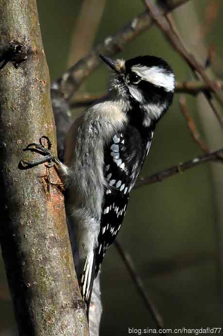 绒啄木鸟:雌鸟 绒啄木鸟:雌鸟