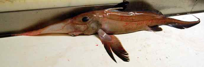 鱼类活化石：长吻银鲛