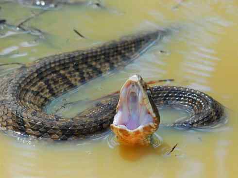 龙:传说的兽原型探秘(蝮蛇类) 龙:传说的兽原型探秘(蝮蛇类)