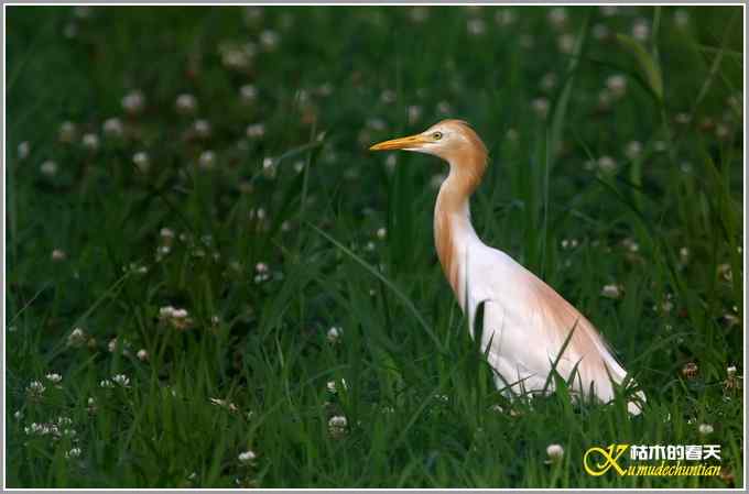 最后一抹夕阳下的鈥溑１仇剽潯菊掌