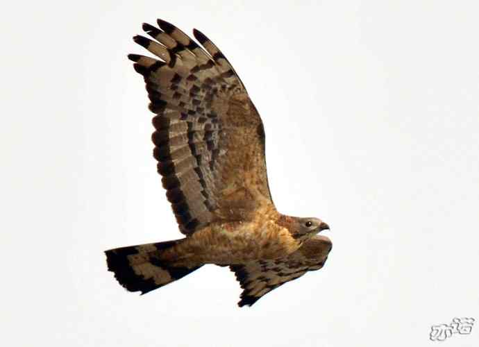 北京西山拍鸟——凤头蜂鹰