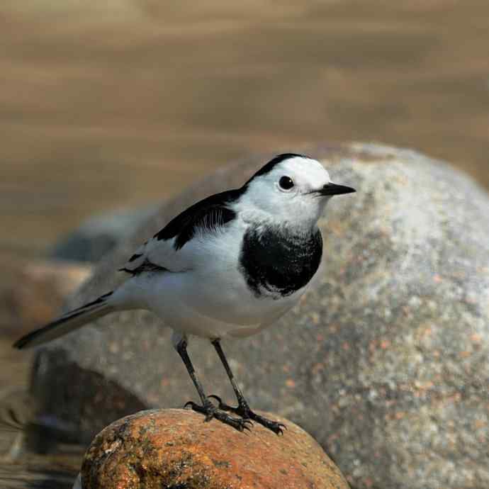 《白河湾的鸭子与十渡的白鹡鸰》