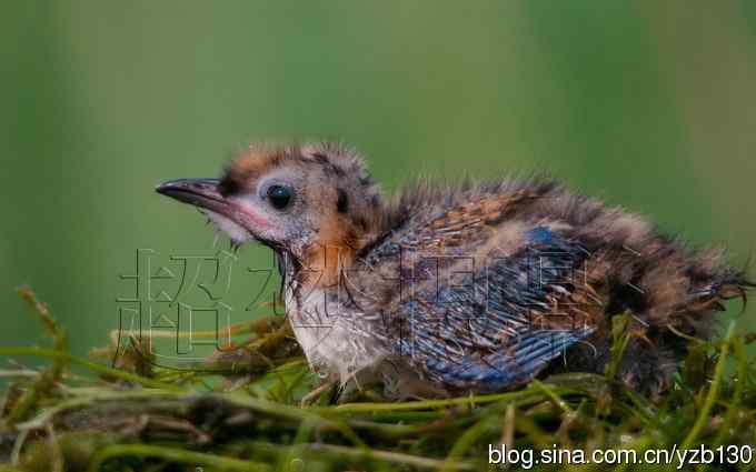 这世界，我来了！任凭风暴漩涡鈥︹Γㄗ橥迹25张图片）