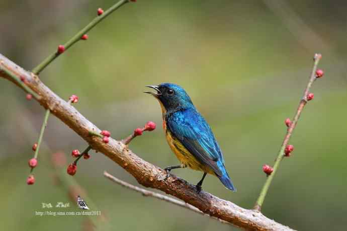 红胸啄花鸟唱山歌