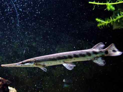 鱼类活化石:鳄雀鳝 鱼类活化石:鳄雀鳝