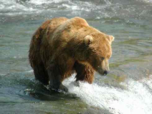 十大喜食蜂蜜动物：棕熊