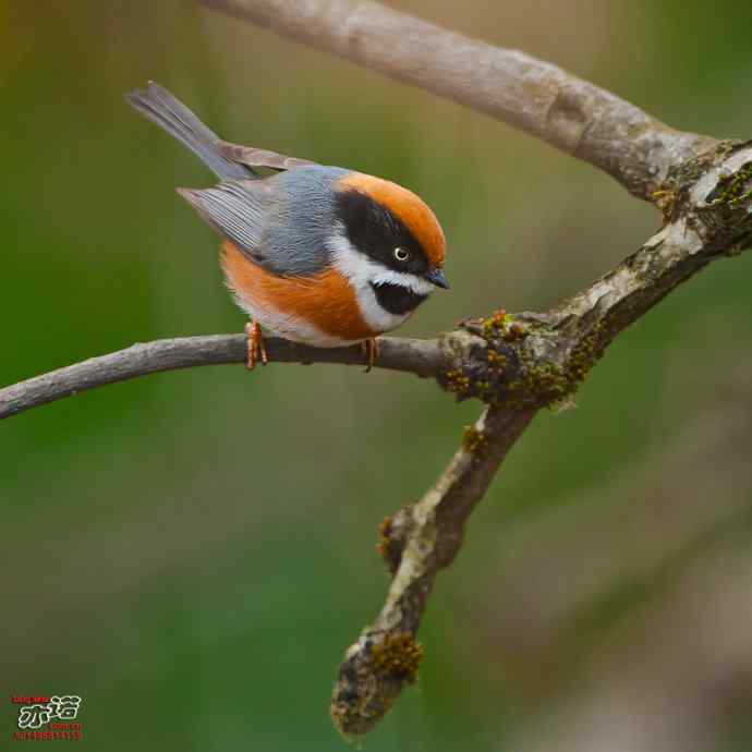洋县的红头长尾山雀 洋县的红头长尾山雀