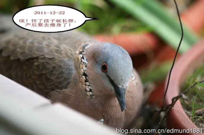 珠颈斑鸠育儿记