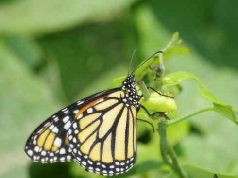 自然奇观：动物大迁徙(帝王蝶）