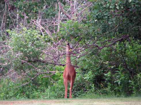 白尾红鹿 白尾红鹿