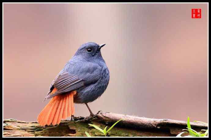 红尾水鸲：祝新的一年红红火火！