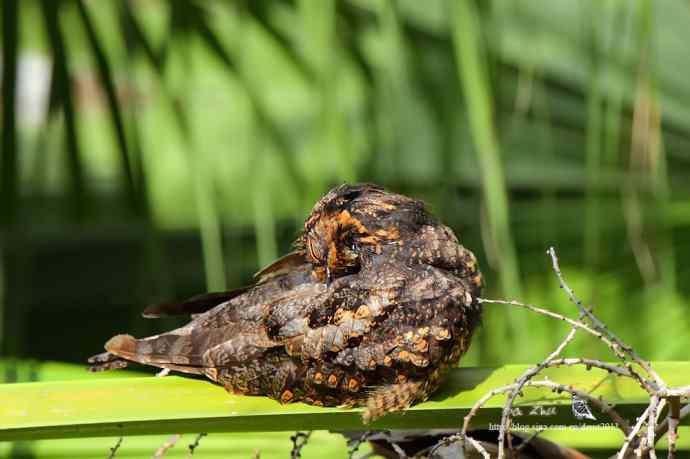 中秋节收获普通夜鹰