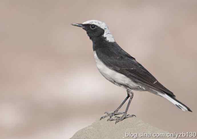 悬停，是一种尽职尽责（组图，22张图片）