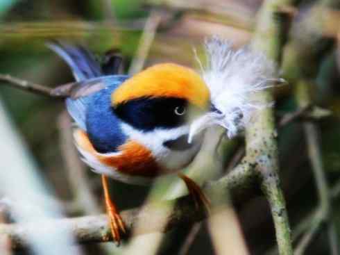 美丽无罪：雀鸟之欣赏2