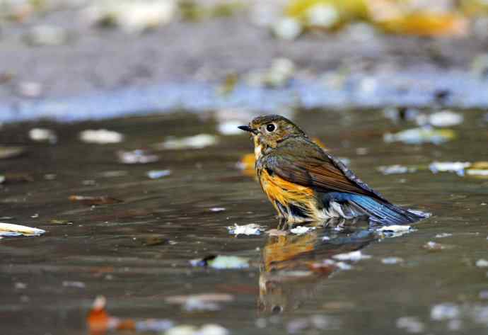 雌性红胁蓝尾鸲（7）