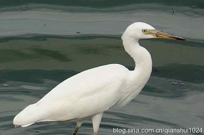 沙河水库.今天只拍到白鹭