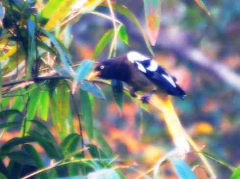 家禽驯化之源之三十一