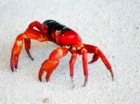 自然奇观：动物大迁徙(红蟹）