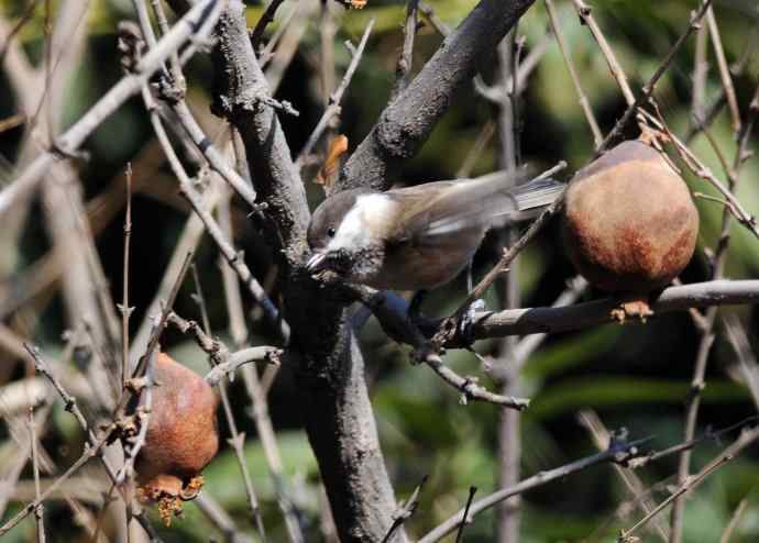 大年初一好收获(褐头山雀记录版) 大年初一好收获(褐头山雀记录版)