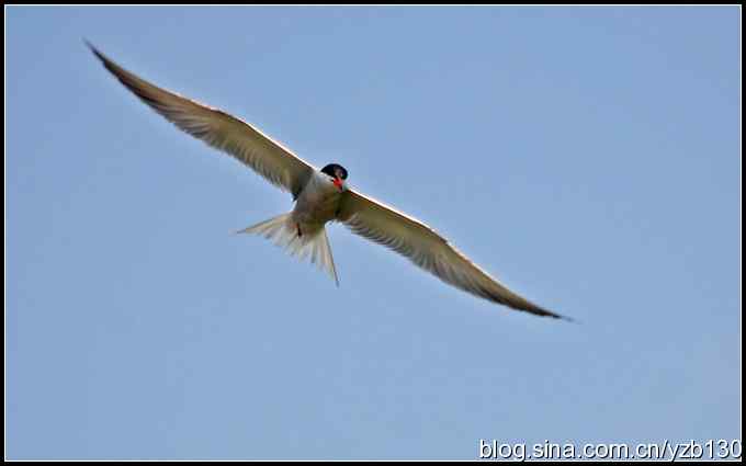 高尔基笔下的海燕是什么鸟?(组图)(蒙古行2)