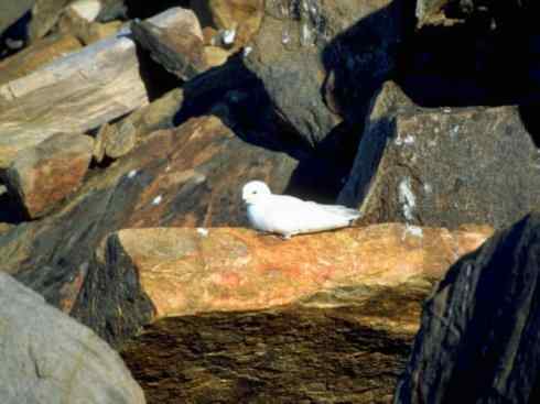 奇特的盔:雪海燕 奇特的盔:雪海燕