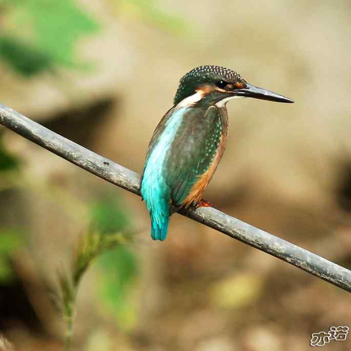 圆明园&nbsp;wbr路&nbsp;wbr林中的小翠