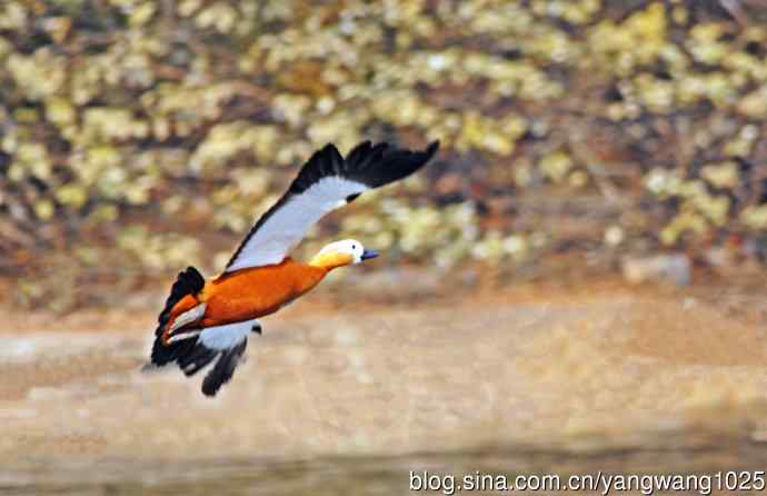 赤麻鸭（抓拍）