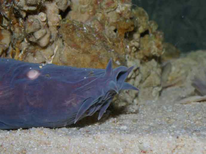 鱼类活化石：盲鳗