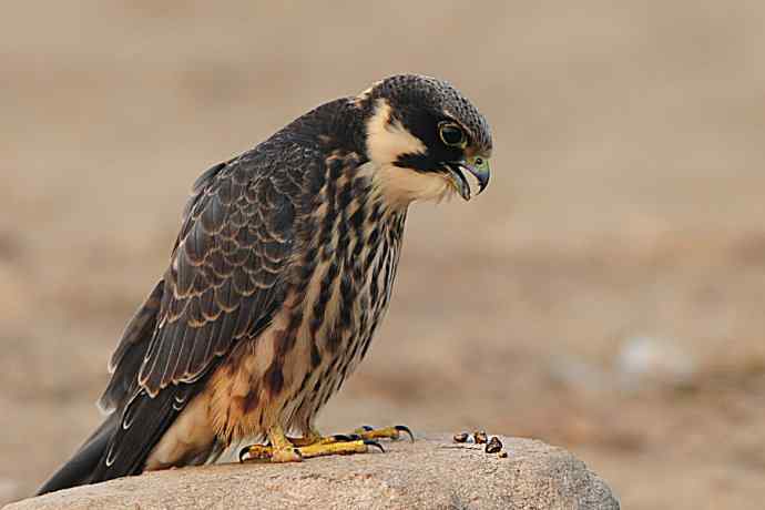诠释燕隼“吐食丸”的全过程