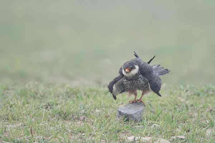 晨曲（摄于康西草原）