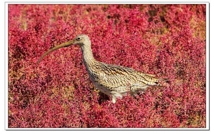 红海滩里的濒危杓鹬