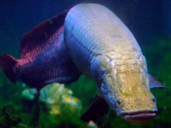 鱼类活化石：叶吻银鲛