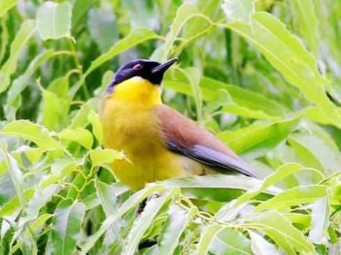 美丽无罪：雀鸟之噪鹛