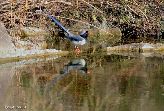 永定河湿地观鸟秋游