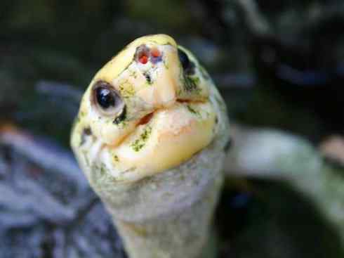 玄武:传说的兽原型探秘(潮龟) 玄武:传说的兽原型探秘(潮龟)