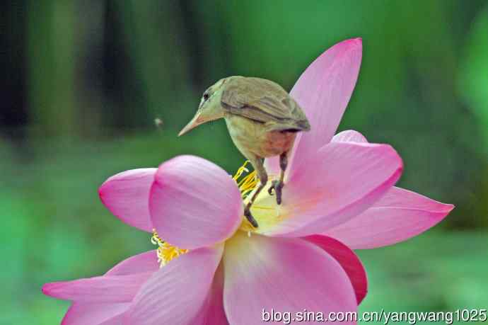 东方大苇莺与荷花(7) 东方大苇莺与荷花(7)