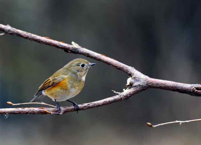雌性红胁蓝尾鸲（14）
