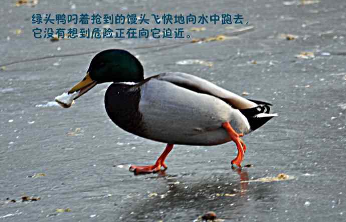 天鹅的愤怒与可怜的绿头鸭（纪实）