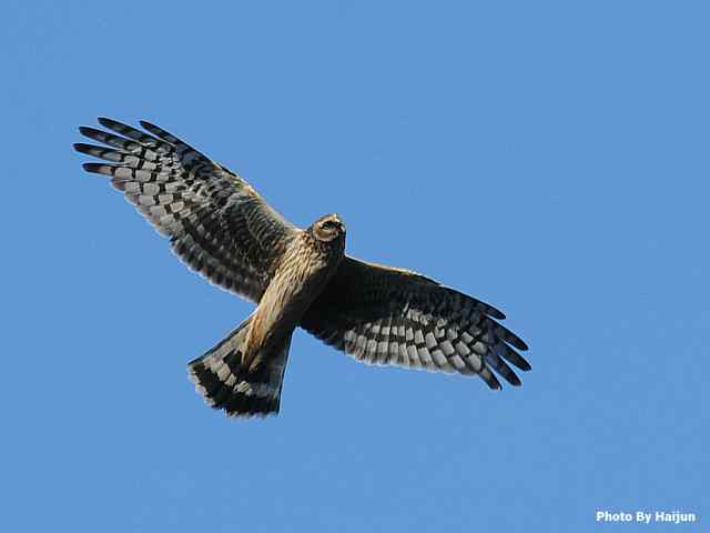 厚道的白尾鹞可以有