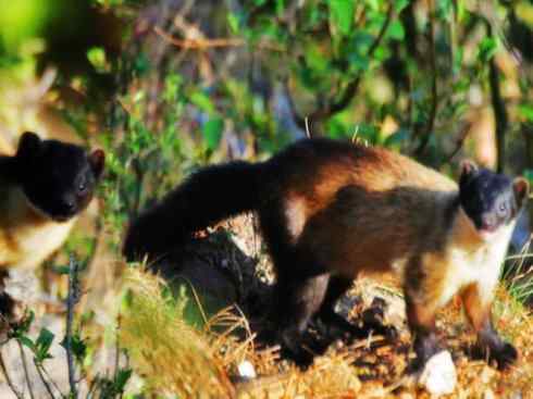 十大喜食蜂蜜动物：黄喉貂