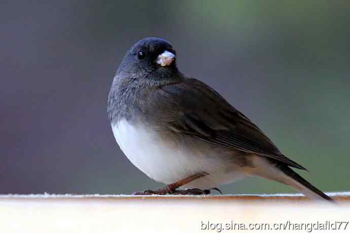美国鸟类摄影——灰蓝色灯心草雀