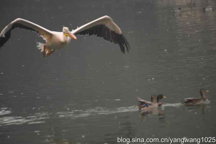 再拍鹈鹕 wbr11 再拍鹈鹕 wbr11